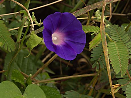 a photo
of a wildflower taken at the top of roraima